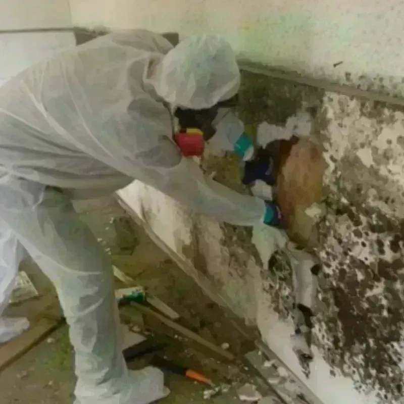 Mold Remediation and Removal in Clara City, MN